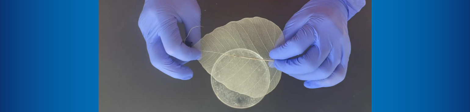 A pair of hands in blue nitrile gloves hold the white skeleton of a fig leaf over a petri dish.