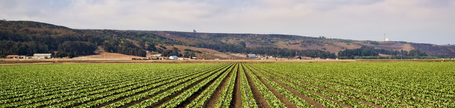 Rows of growing crops on a California farm with gentle hills in the background.